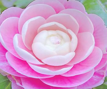 Close-up of pink rose flower