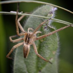 Close-up of spider