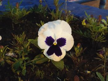 Close-up of white flower blooming outdoors