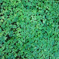 Full frame shot of plants on field