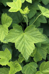 High angle view of green leaves