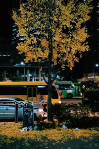 Illuminated trees in city at night