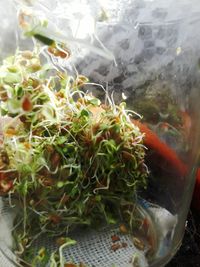 Close-up of plants in greenhouse