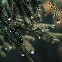 Close-up of raindrops on tree branch