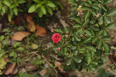 High angle view of red flowering plant