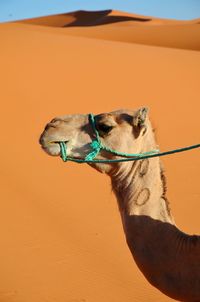 Camel in desert against clear sky