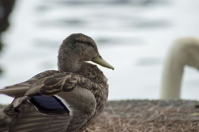 Close-up of a bird