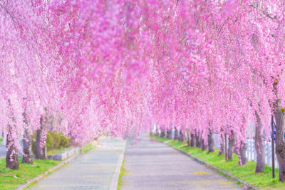 View of cherry blossom trees in park