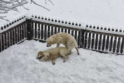 Dogs on snow covered field