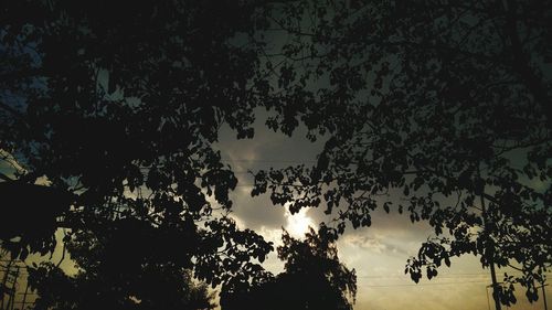 Low angle view of trees against sky