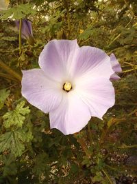 Close-up of purple flowering plant