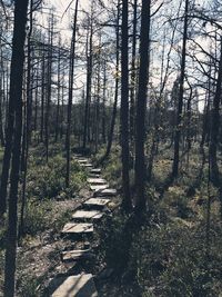 Trees growing in forest