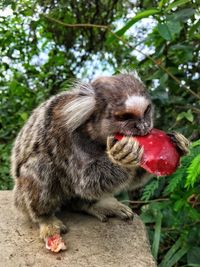 Close-up of marmoset eating fruit in forest