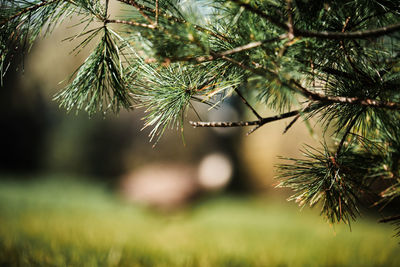 Close-up of pine tree