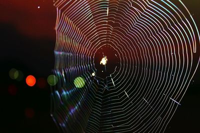 Close-up of spider on web at night