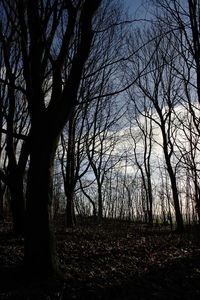 Silhouette bare trees on field against sky