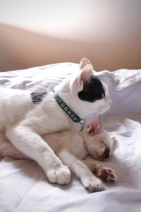 White cat resting on bed