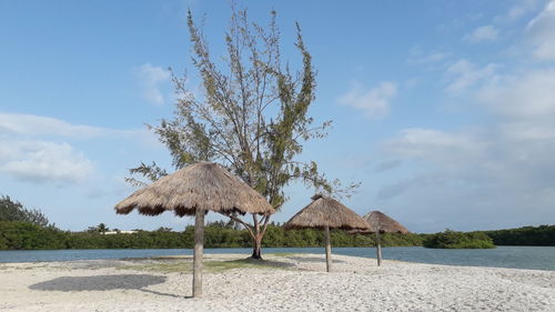 Coconut palm trees on beach against sky