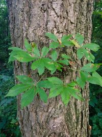 Close-up of green leaves on tree trunk