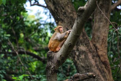 Macaque monkey sleeping on tree in indian forest