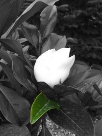 Close-up of flower blooming outdoors