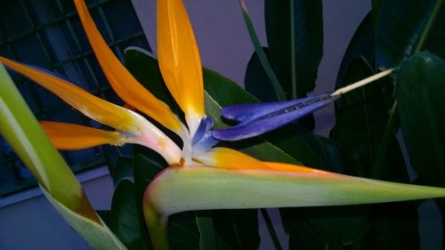 Close-up of flowers blooming outdoors