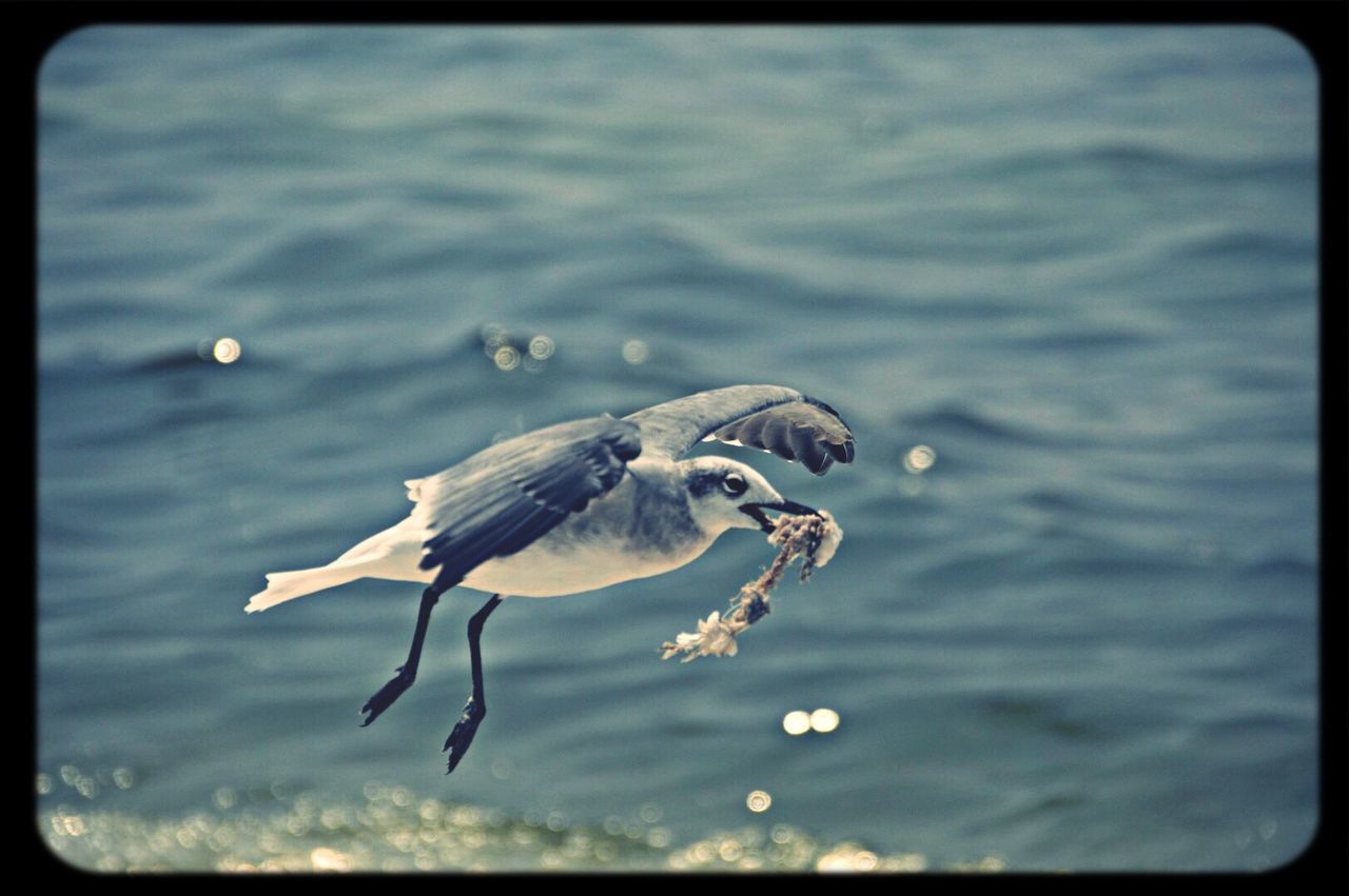 animal themes, one animal, animals in the wild, wildlife, bird, water, transfer print, auto post production filter, nature, spread wings, focus on foreground, close-up, full length, outdoors, day, side view, no people, sea, waterfront, seagull