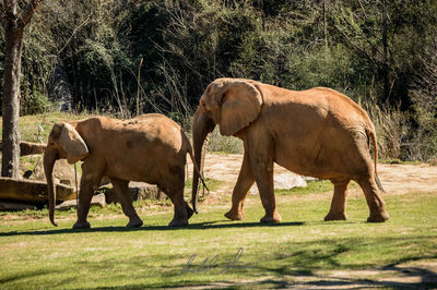 Elephant standing on field