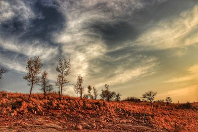 Trees on field against sky