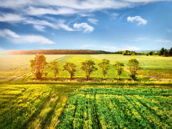 Scenic view of agricultural field against sky