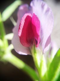 Close-up of pink rose flower