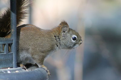 Close-up of squirrel