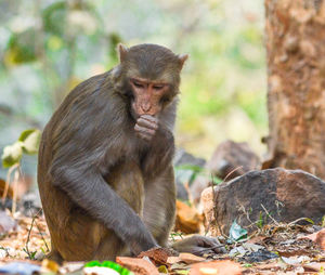 Monkey sitting outdoors