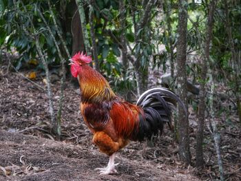 This beautiful, shiny and feathered rooster/chicken is an australian breed.
