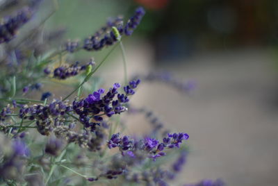 Close-up of purple flowering plant