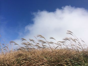 Low angle view of silvergrass in field against sky