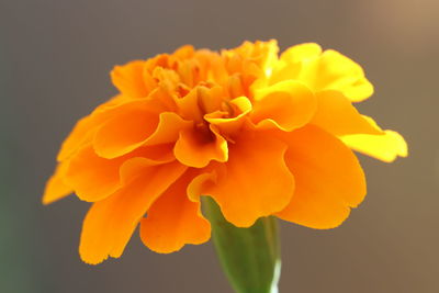 Close-up of yellow flower