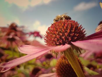 Close-up of pink flower blooming outdoors