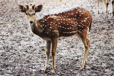 Portrait of deer standing in zoo