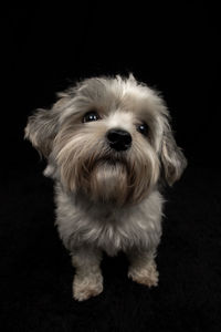 Portrait of a dog over black background