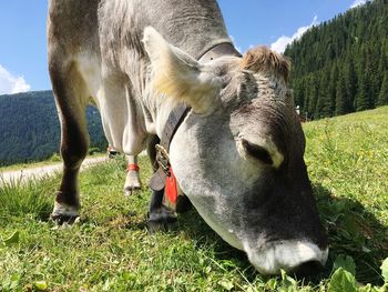 Cows grazing in a field