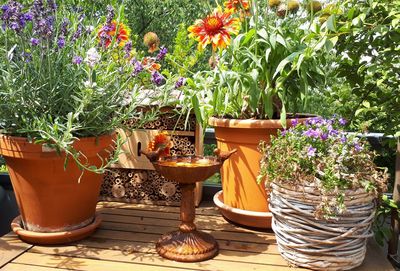 Potted plants in yard