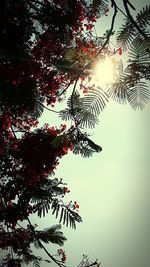 Low angle view of trees against sky