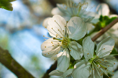 Close-up of white flowering plant