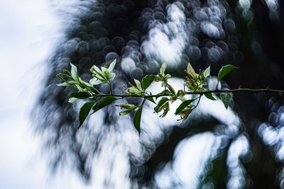 Low angle view of white flowering plants