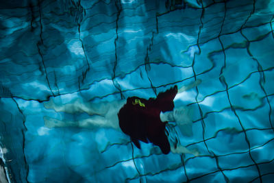 View of fish swimming in pool