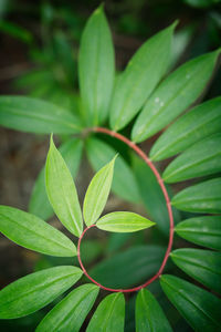 Close-up of green leaves