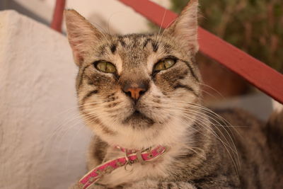 Close-up portrait of tabby cat