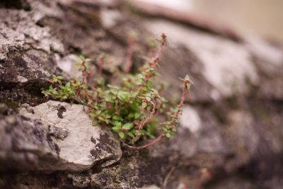 Close-up of plant growing on rock