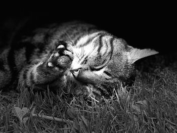 Close-up of a cat resting on a field